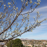 plum tree blooms in nogales