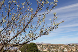 plum tree blooms in nogales