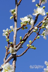 apricot tree blooms in nogales